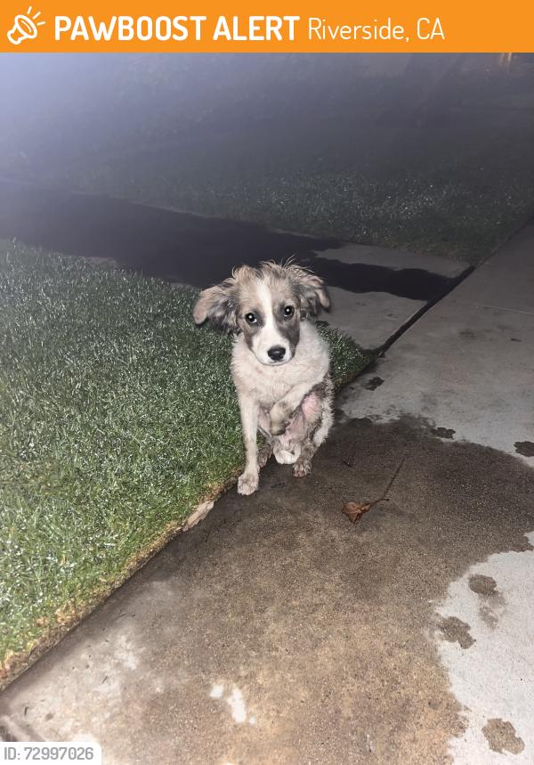 Found/Stray Unknown Dog last seen California/Monroe, Riverside, CA 92504