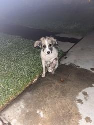 Found/Stray Unknown Dog last seen California/Monroe, Riverside, CA 92504
