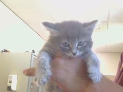 Shelter Stray Male Cat last seen TAD LN/OLD AUBURN RD, 95610, 3839 Bradshaw Rd, Sacramento, CA 95827, USA