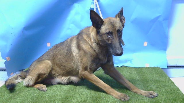 Shelter Stray Female Dog last seen , 216 W Victoria St, Gardena, CA 90248, USA