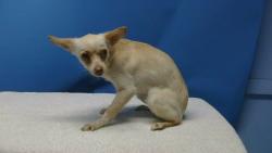 Shelter Stray Female Dog last seen , 216 W Victoria St, Gardena, CA 90248, USA