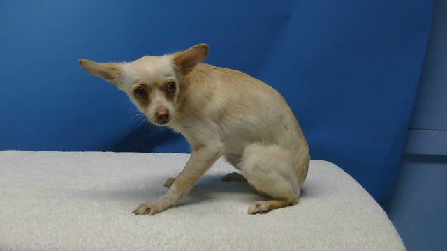 Shelter Stray Female Dog last seen , 216 W Victoria St, Gardena, CA 90248, USA