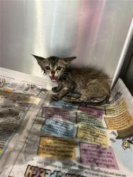 Shelter Stray Female Cat last seen FOUND INSIDE CAR, 4710 TX-151, San Antonio, TX 78227, USA