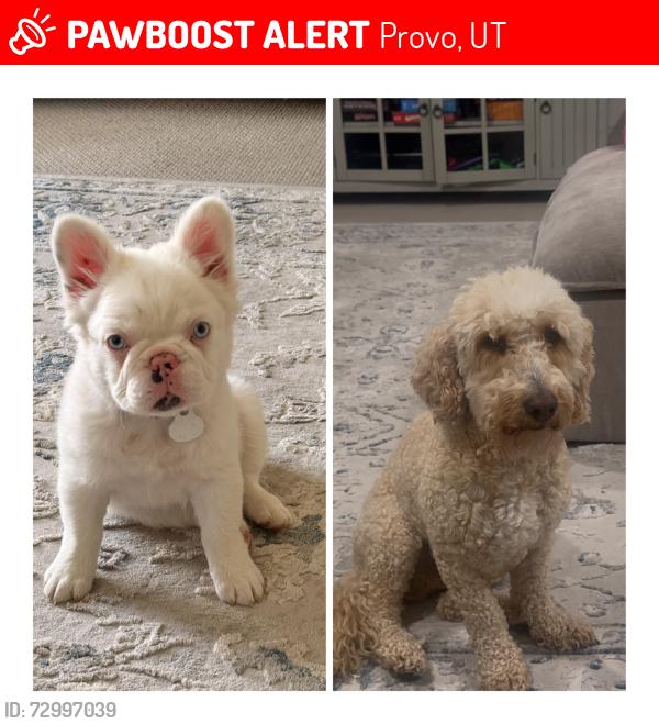 Lost Female Dog last seen Near w 690 s Provo, Provo, UT 84601