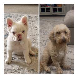Lost Female Dog last seen Near w 690 s Provo, Provo, UT 84601