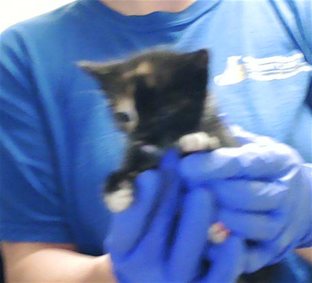 Shelter Stray Female Cat last seen Near BLOCK BINGHAM DR, FAYETTEVILLE NC 28304, 4704 Corporation Dr, Fayetteville, NC 28306, USA
