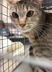 Lost Female Cat last seen Lambrook, Las Vegas, NV 89130