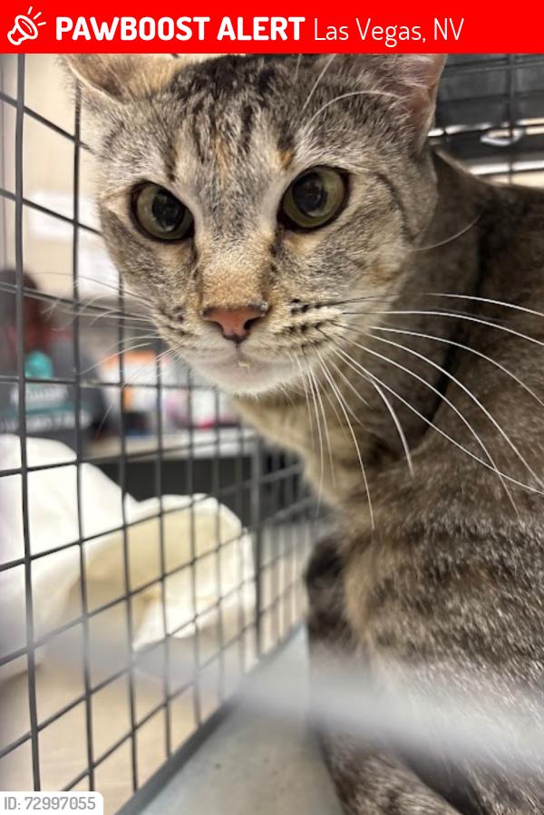 Lost Female Cat last seen Lambrook, Las Vegas, NV 89130