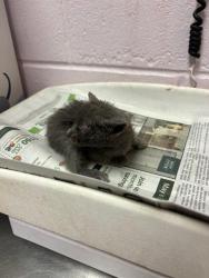 Shelter Stray Female Cat last seen Near BLOCK FOREST ST, 2020 Forest St, Jacksonville, FL 32204, USA