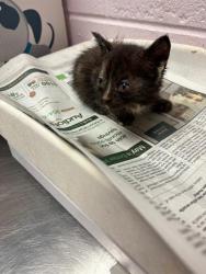 Shelter Stray Female Cat last seen Near BLOCK FOREST ST, 2020 Forest St, Jacksonville, FL 32204, USA