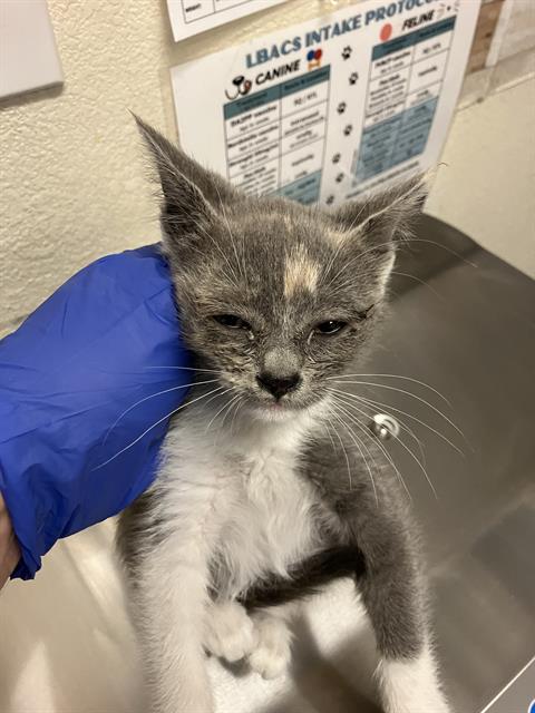 Shelter Stray Female Cat last seen Near BLOCK BLCK E THOMPSON ST, LONG BEACH, CA 90805, 7700 E Spring St, Long Beach, CA 90815, USA