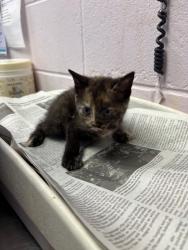 Shelter Stray Female Cat last seen LENOID RD, 2020 Forest St, Jacksonville, FL 32204, USA