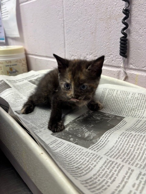 Shelter Stray Female Cat last seen LENOID RD, 2020 Forest St, Jacksonville, FL 32204, USA