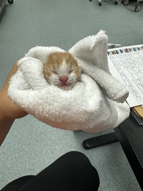 Shelter Stray Male Cat last seen UNKNOWN, 201 S Mt Vernon Ave, Bakersfield, CA 93307, USA