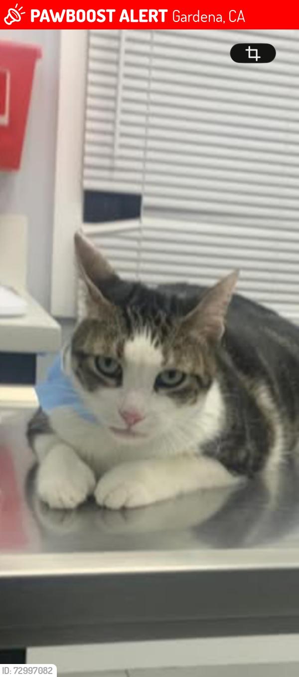 Lost Female Cat last seen Van ness and Marine , Gardena, CA 90249