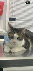 Lost Female Cat last seen Van ness and Marine , Gardena, CA 90249