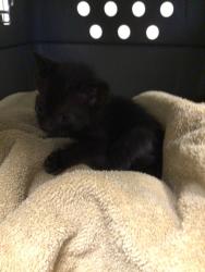 Shelter Stray Male Cat last seen Near BLOCK 2ND STREET, 12155 Park Blvd, Brighton, CO 80601, USA