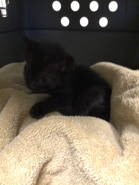 Shelter Stray Male Cat last seen Near BLOCK 2ND STREET, 12155 Park Blvd, Brighton, CO 80601, USA