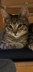 Lost Male Cat last seen Temple road , Greater London, England NW2 6PJ