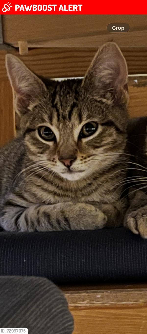 Lost Male Cat last seen Temple road , Greater London, England NW2 6PJ