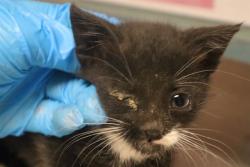 Shelter Stray Male Cat last seen Near BLOCK CAUGHMAN RD N, 127 Humane Ln, Columbia, SC 29201, USA