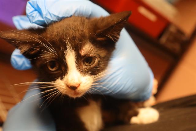 Shelter Stray Male Cat last seen Near BLOCK SHOP RD, 127 Humane Ln, Columbia, SC 29201, USA