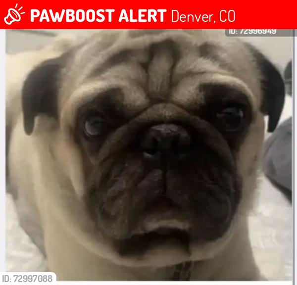 Lost Male Dog last seen hses, Denver, CO 80221