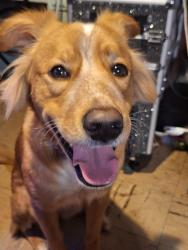 Lost Male Dog last seen Arrington Park, Freeport, TX 77541