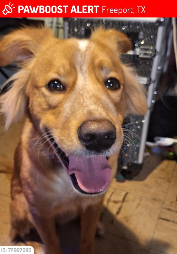 Lost Male Dog last seen Arrington Park, Freeport, TX 77541