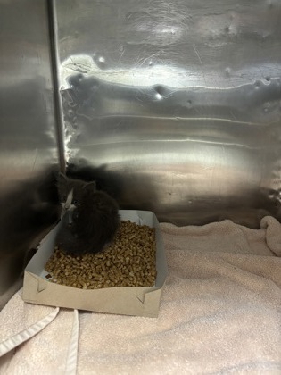Shelter Stray Unknown Cat last seen Near PAPAYA, CITY of El Paso, TX, 5001 Fred Wilson Ave, El Paso, TX 79906, USA
