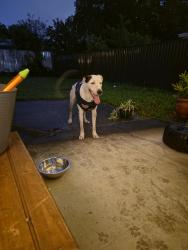 Found/Stray Male Dog last seen Darling Crescent, Molendinar, QLD 4214