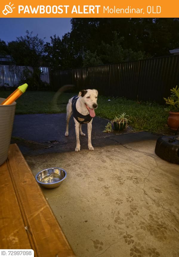 Found/Stray Male Dog last seen Darling Crescent, Molendinar, QLD 4214