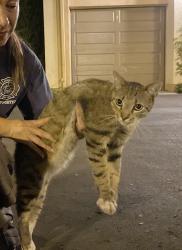 Reunited Male Cat last seen Outside apmt building @ Murano apmt Homes, Irvine, CA 92620