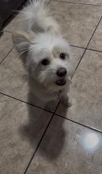 Lost Male Dog last seen Near Startlihght park, Phoenix, AZ 85033