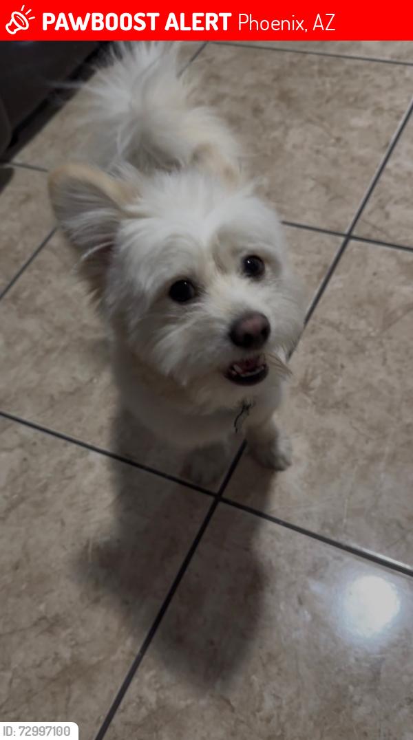 Lost Male Dog last seen Near Startlihght park, Phoenix, AZ 85033