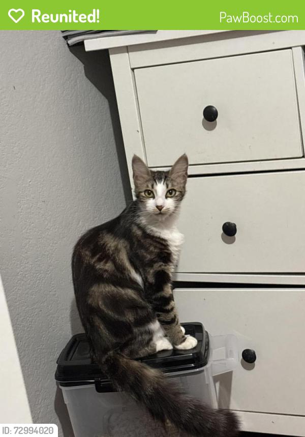 Reunited Female Cat last seen 64th and avenal area , Oakland, CA 94605