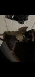Lost Female Dog last seen Hillyard pool off market street , Spokane, WA 99208