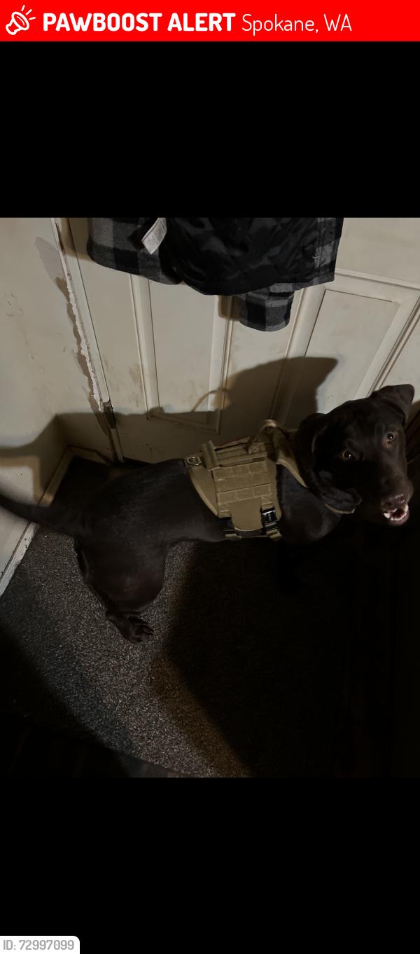 Lost Female Dog last seen Hillyard pool off market street , Spokane, WA 99208
