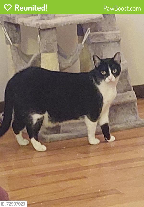 Reunited Female Cat last seen Coronado and 64th Long Beach, CA, Long Beach, CA 90805