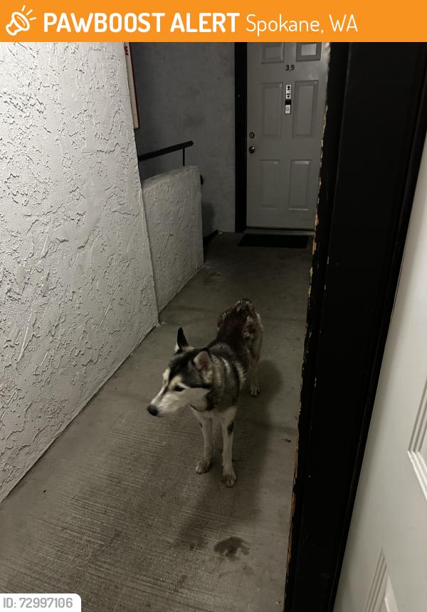 Found/Stray Female Dog last seen Division, Spokane, WA 99260