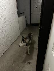 Found/Stray Female Dog last seen Division, Spokane, WA 99260