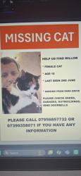 Lost Female Cat last seen Near Moorside school, Werrington, England ST9 0ED