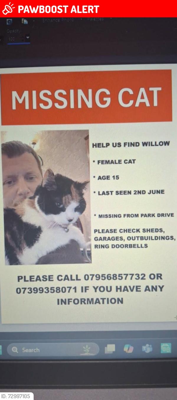 Lost Female Cat last seen Near Moorside school, Werrington, England ST9 0ED