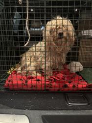 Found/Stray Unknown Dog last seen Bonanza & pecos, Las Vegas, NV 89110