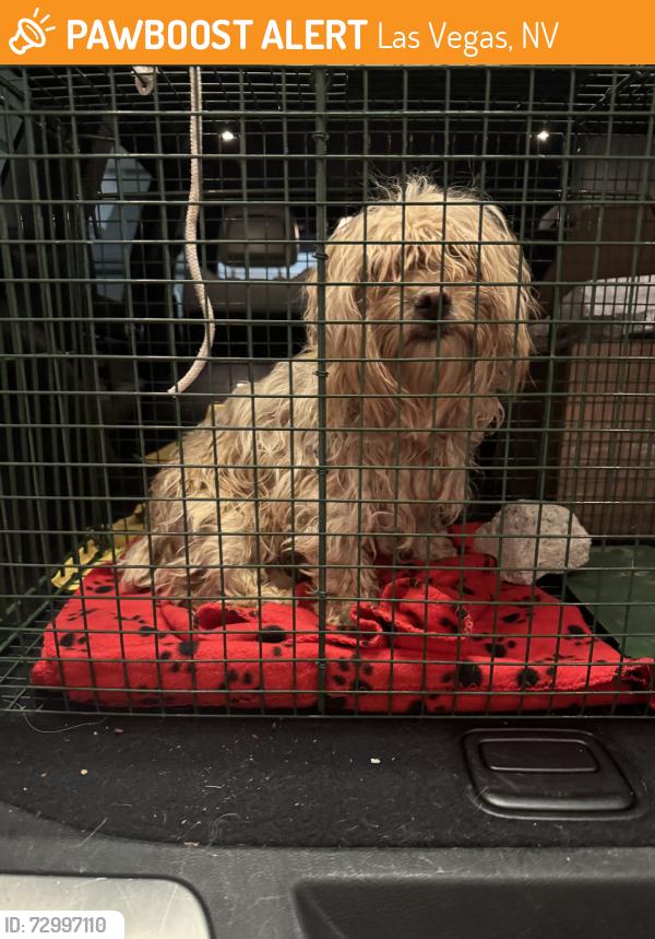 Found/Stray Unknown Dog last seen Bonanza & pecos, Las Vegas, NV 89110