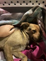 Found/Stray Male Dog last seen wyoming and arden , Las Vegas, NV 89104