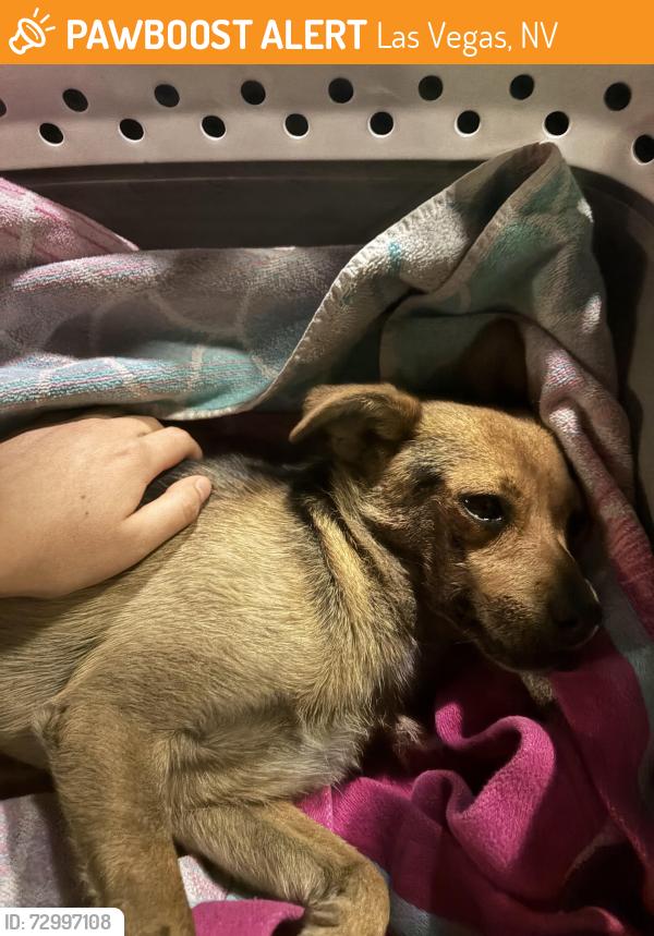 Found/Stray Male Dog last seen wyoming and arden , Las Vegas, NV 89104