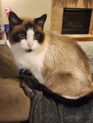 Reunited Male Cat last seen Ingraham Blvd & 76th Ave NE, Marysville, WA 98270