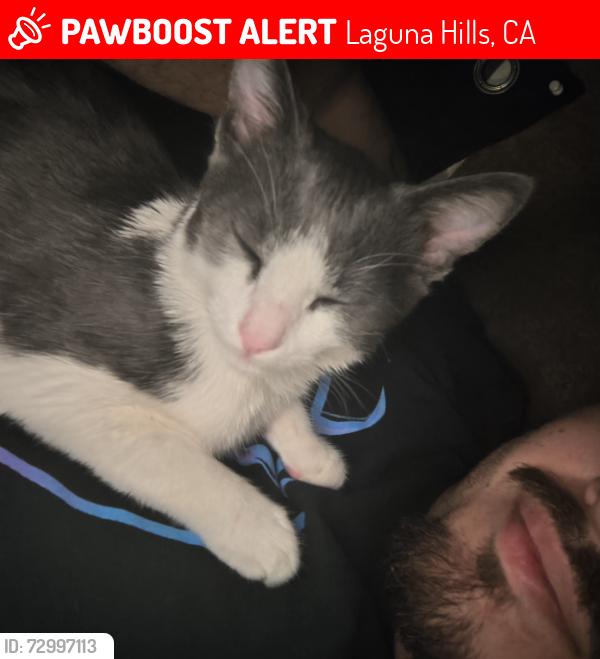 Lost Male Cat last seen Moulton and el Pacifico, Laguna Hills, CA 92653