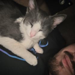 Lost Male Cat last seen Moulton and el Pacifico, Laguna Hills, CA 92653